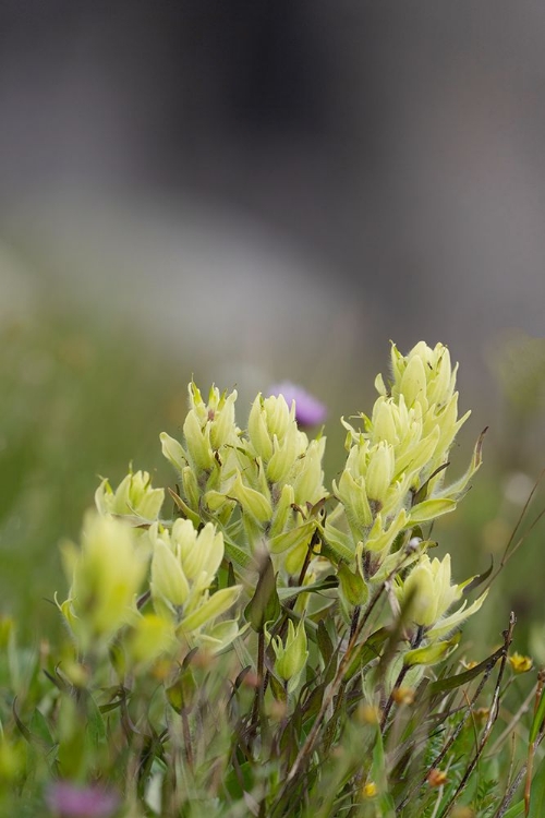 Picture of USA-COLORADO-GUNNISON NATIONAL FOREST YELLOW PAINTBRUSH FLOWERS CLOSE-UP