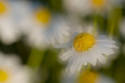 Picture of USA-COLORADO-GUNNISON NATIONAL FOREST WILD CHAMOMILE FLOWER ABSTRACT