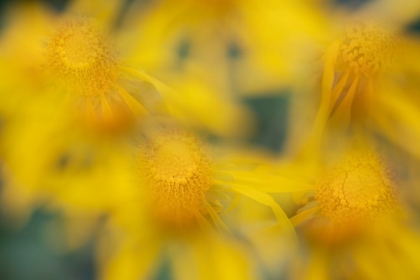 Picture of USA-COLORADO-SAN JUAN MOUNTAINS SNEEZEWEED ABSTRACT