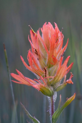 Picture of USA-COLORADO-UNCOMPAHGRE NATIONAL FOREST INDIAN PAINTBRUSH FLOWER CLOSE-UP