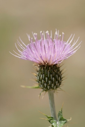 Picture of USA-COLORADO-SAN JUAN MOUNTAINS THISTLE FLOWER CLOSE-UP