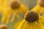 Picture of USA-COLORADO-GUNNISON NATIONAL FOREST ORANGE SNEEZEWEED FLOWERS CLOSE-UP