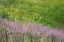 Picture of USA-COLORADO-GUNNISON NATIONAL FOREST FIREWEEDS IN MOUNTAIN MEADOW