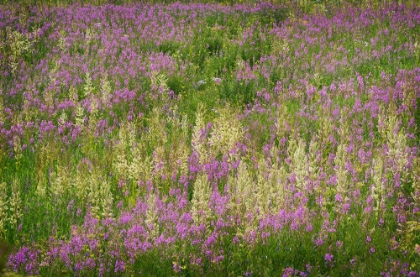 Picture of USA-COLORADO-GUNNISON NATIONAL FOREST FIREWEEDS IN MOUNTAIN MEADOW
