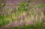 Picture of USA-COLORADO-GUNNISON NATIONAL FOREST FIREWEEDS IN MOUNTAIN MEADOW