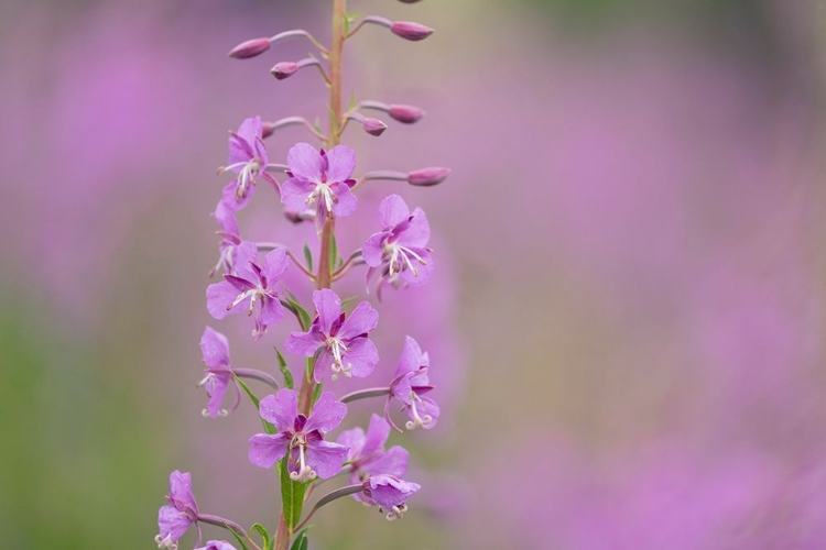 Picture of USA-COLORADO-GUNNISON NATIONAL FOREST FIREWEED FLOWERS CLOSE-UP