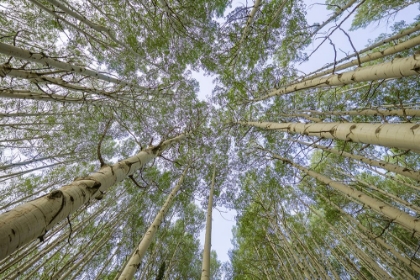 Picture of USA-COLORADO-GUNNISON NATIONAL FOREST LOOKING UP AT ASPEN TREES