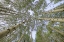 Picture of USA-COLORADO-GUNNISON NATIONAL FOREST LOOKING UP AT ASPEN TREES