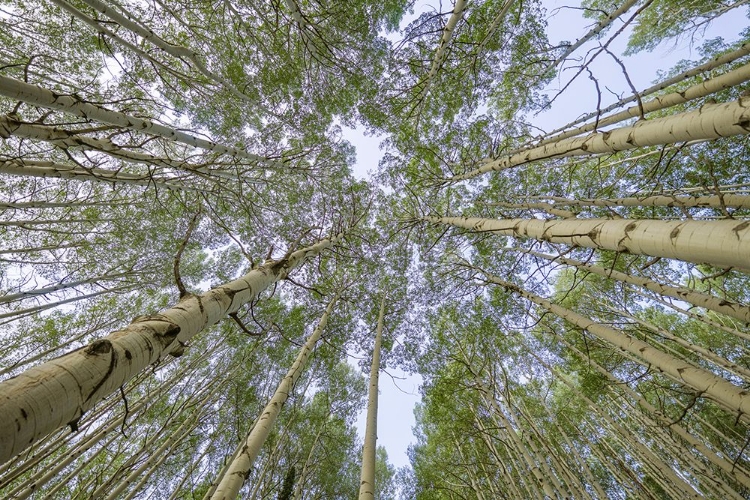 Picture of USA-COLORADO-GUNNISON NATIONAL FOREST LOOKING UP AT ASPEN TREES