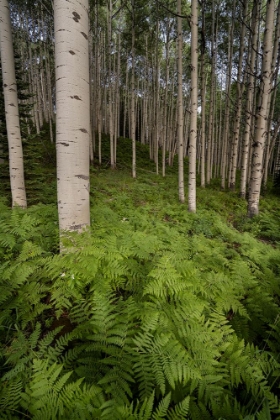 Picture of USA-COLORADO-GUNNISON NATIONAL FOREST ASPEN TREES AND WESTERN BRACKEN FERNS IN FOREST