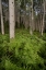 Picture of USA-COLORADO-GUNNISON NATIONAL FOREST ASPEN TREES AND WESTERN BRACKEN FERNS IN FOREST