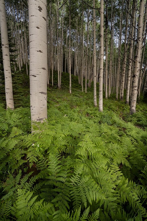 Picture of USA-COLORADO-GUNNISON NATIONAL FOREST ASPEN TREES AND WESTERN BRACKEN FERNS IN FOREST