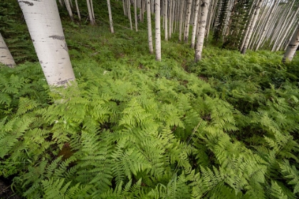 Picture of USA-COLORADO-GUNNISON NATIONAL FOREST ASPEN TREES AND WESTERN BRACKEN FERNS IN FOREST