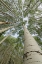 Picture of USA-COLORADO-GUNNISON NATIONAL FOREST LOOKING UP AT ASPEN TREES