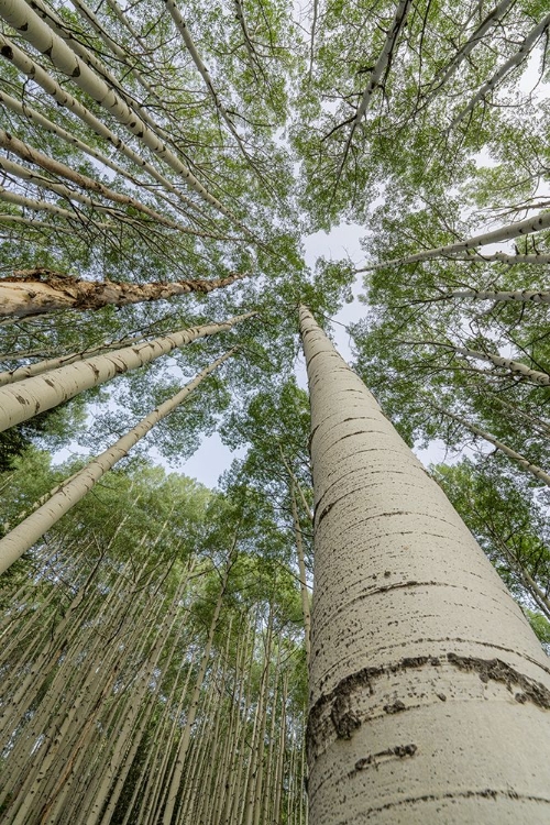 Picture of USA-COLORADO-GUNNISON NATIONAL FOREST LOOKING UP AT ASPEN TREES