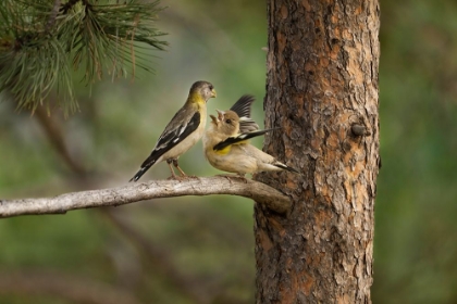 Picture of USA-COLORADO-WOODLAND PARK EVENING GROSBEAK FEMALE FEEDING FLEDGLING WHILE PERCHED IN PINE TREE