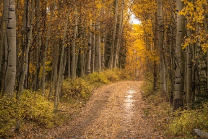 Picture of USA-COLORADO-UNCOMPAHGRE NATIONAL FOREST ROAD THROUGH ASPEN FOREST IN AUTUMN