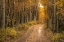 Picture of USA-COLORADO-UNCOMPAHGRE NATIONAL FOREST ROAD THROUGH ASPEN FOREST IN AUTUMN
