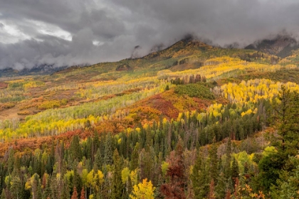Picture of USA-COLORADO-UNCOMPAHGRE NATIONAL FOREST AUTUMN-COLORED FOREST AND RAIN CLOUDS