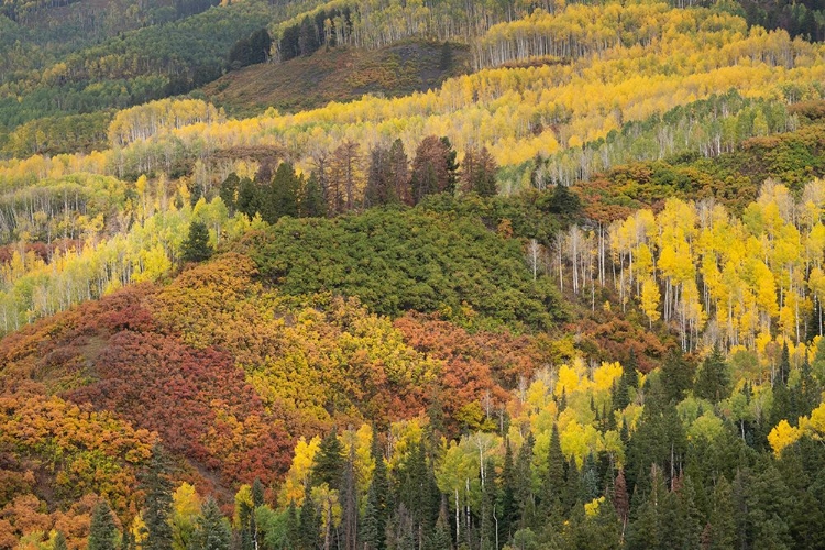 Picture of USA-COLORADO-UNCOMPAHGRE NATIONAL FOREST AUTUMN-COLORED FOREST