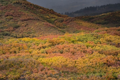 Picture of USA-COLORADO-UNCOMPAHGRE NATIONAL FOREST AUTUMN-COLORED FOREST