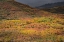 Picture of USA-COLORADO-UNCOMPAHGRE NATIONAL FOREST AUTUMN-COLORED FOREST