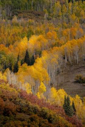 Picture of USA-COLORADO-UNCOMPAHGRE NATIONAL FOREST AUTUMN-COLORED FOREST