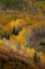 Picture of USA-COLORADO-UNCOMPAHGRE NATIONAL FOREST AUTUMN-COLORED FOREST