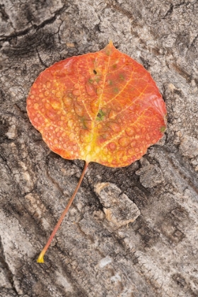 Picture of USA-COLORADO-UNCOMPAHGRE NATIONAL FOREST WET ASPEN LEAF ON LOG