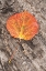 Picture of USA-COLORADO-UNCOMPAHGRE NATIONAL FOREST WET ASPEN LEAF ON LOG