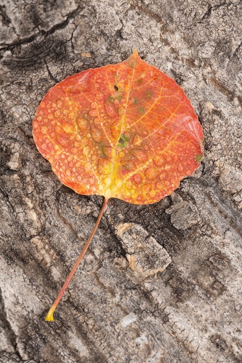 Picture of USA-COLORADO-UNCOMPAHGRE NATIONAL FOREST WET ASPEN LEAF ON LOG