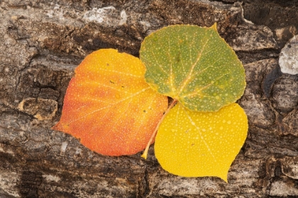 Picture of USA-COLORADO-UNCOMPAHGRE NATIONAL FOREST WET ASPEN LEAVES ON LOG