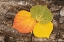 Picture of USA-COLORADO-UNCOMPAHGRE NATIONAL FOREST WET ASPEN LEAVES ON LOG