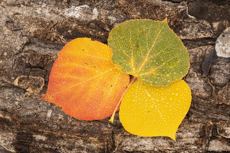 Picture of USA-COLORADO-UNCOMPAHGRE NATIONAL FOREST WET ASPEN LEAVES ON LOG