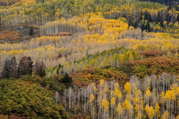 Picture of USA-COLORADO-UNCOMPAHGRE NATIONAL FOREST AUTUMN-COLORED FOREST