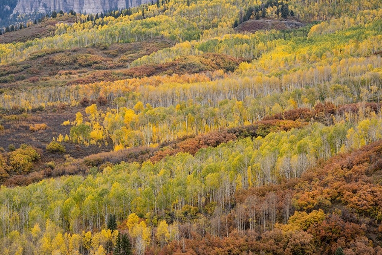 Picture of USA-COLORADO-UNCOMPAHGRE NATIONAL FOREST AUTUMN-COLORED FOREST