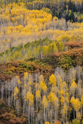 Picture of USA-COLORADO-UNCOMPAHGRE NATIONAL FOREST AUTUMN-COLORED FOREST