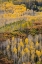 Picture of USA-COLORADO-UNCOMPAHGRE NATIONAL FOREST AUTUMN-COLORED FOREST