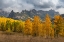 Picture of USA-COLORADO-UNCOMPAHGRE NATIONAL FOREST MOUNTAIN AND FOREST IN AUTUMN