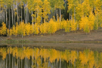 Picture of USA-COLORADO-UNCOMPAHGRE NATIONAL FOREST AUTUMN-COLORED ASPENS REFLECT IN LAKE