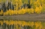 Picture of USA-COLORADO-UNCOMPAHGRE NATIONAL FOREST AUTUMN-COLORED ASPENS REFLECT IN LAKE