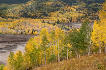 Picture of USA-COLORADO-UNCOMPAHGRE NATIONAL FOREST MOUNTAIN ASPENS IN AUTUMN COLOR