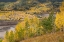 Picture of USA-COLORADO-UNCOMPAHGRE NATIONAL FOREST MOUNTAIN ASPENS IN AUTUMN COLOR