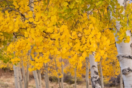 Picture of USA-COLORADO-UNCOMPAHGRE NATIONAL FOREST CLOSE-UP OF ASPEN LEAVES IN AUTUMN