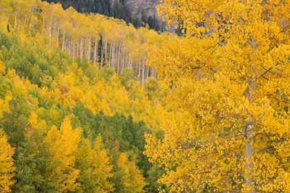 Picture of USA-COLORADO-UNCOMPAHGRE NATIONAL FOREST AUTUMN-COLORED FOREST