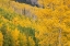 Picture of USA-COLORADO-UNCOMPAHGRE NATIONAL FOREST AUTUMN-COLORED FOREST