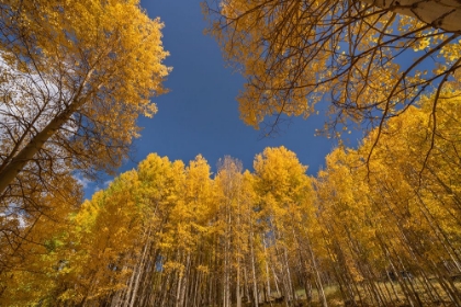 Picture of USA-COLORADO-UNCOMPAHGRE NATIONAL FOREST ASPEN TREE GROVE IN FALL COLOR