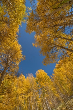 Picture of USA-COLORADO-UNCOMPAHGRE NATIONAL FOREST ASPEN TREE GROVE IN FALL COLOR