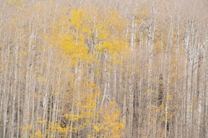 Picture of USA-COLORADO-UNCOMPAHGRE NATIONAL FOREST AUTUMN-COLORED ASPENS