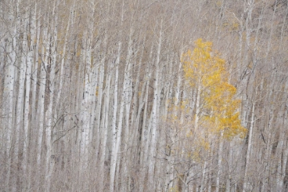 Picture of USA-COLORADO-UNCOMPAHGRE NATIONAL FOREST AUTUMN-COLORED ASPENS